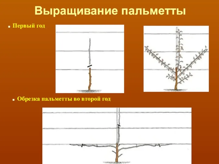 Выращивание пальметты Первый год Обрезка пальметты во второй год