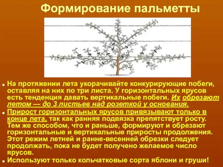 Формирование пальметты На протяжении лета укорачивайте конкурирующие побеги, оставляя на