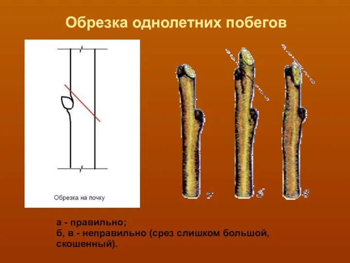 Обрезка однолетних побегов а - правильно; б, в - неправильно (срез слишком большой, скошенный).