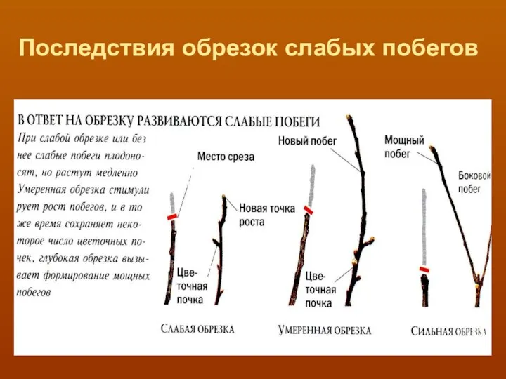 Последствия обрезок слабых побегов