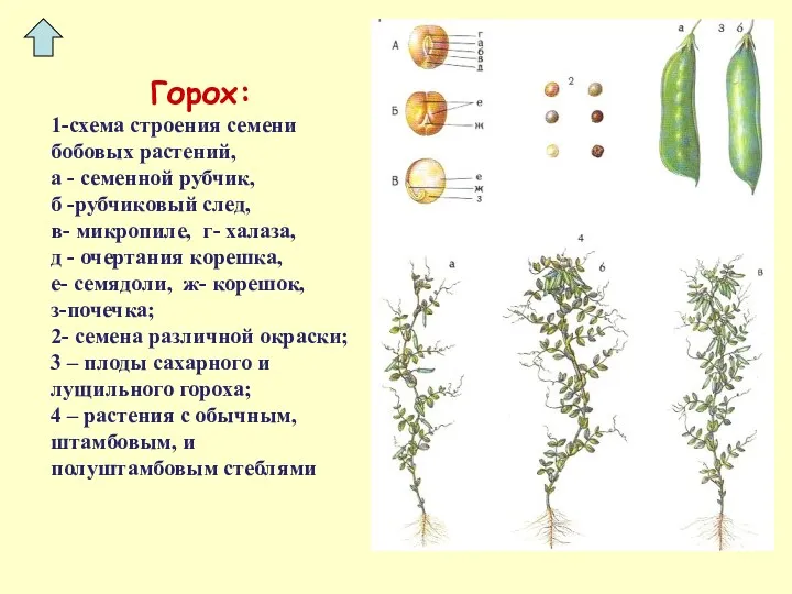 Горох: 1-схема строения семени бобовых растений, а - семенной рубчик,