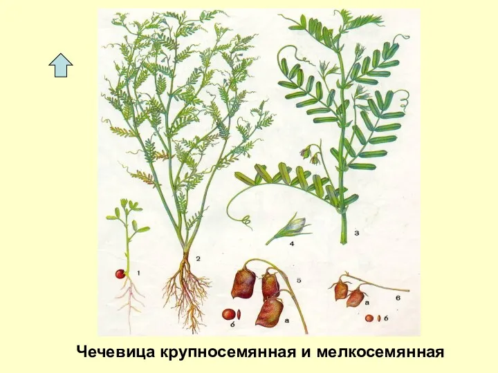 Чечевица крупносемянная и мелкосемянная