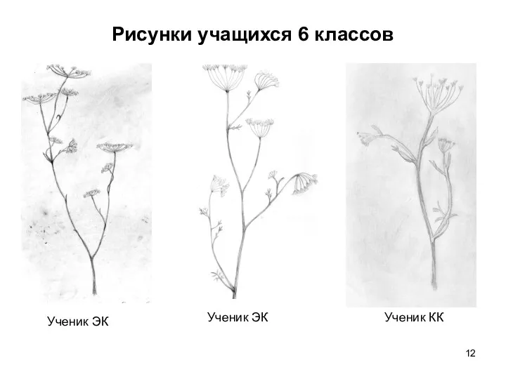 Рисунки учащихся 6 классов Ученик ЭК Ученик ЭК Ученик КК