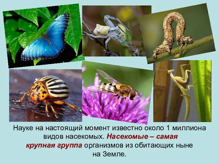 Науке на настоящий момент известно около 1 миллиона видов насекомых.