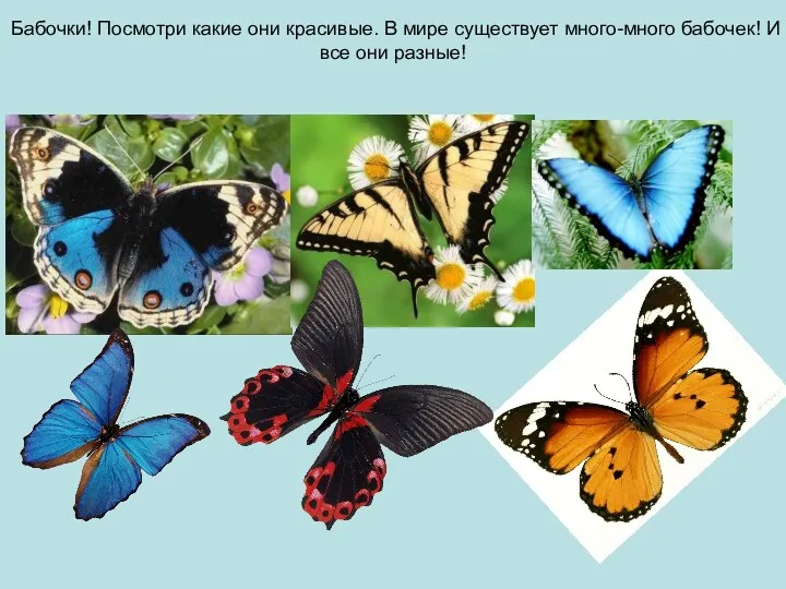 Бабочки! Посмотри какие они красивые. В мире существует много-много бабочек! И все они разные!