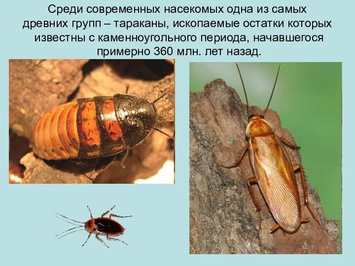 Среди современных насекомых одна из самых древних групп – тараканы, ископаемые остатки которых