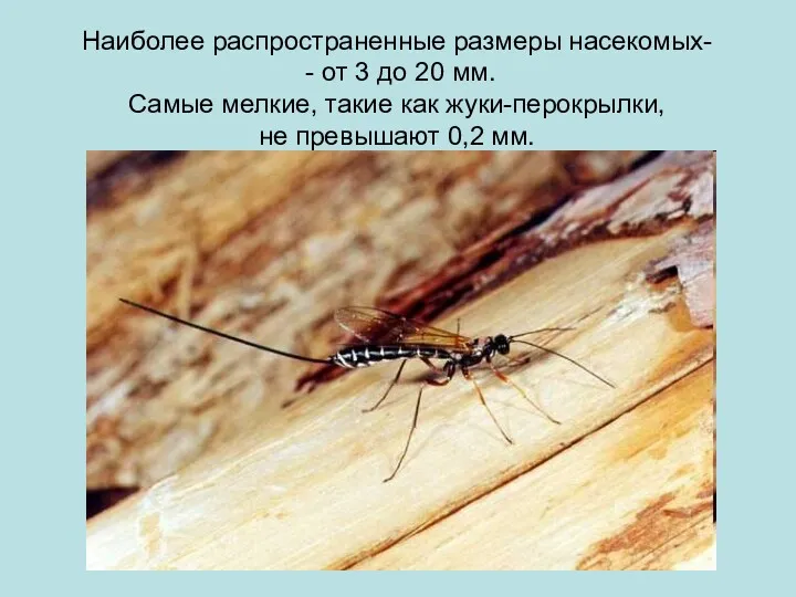 Наиболее распространенные размеры насекомых- - от 3 до 20 мм. Самые мелкие, такие