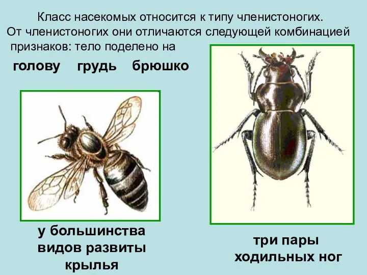 Класс насекомых относится к типу членистоногих. От членистоногих они отличаются следующей комбинацией признаков: