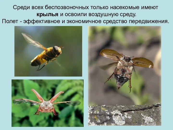 Среди всех беспозвоночных только насекомые имеют крылья и освоили воздушную среду. Полет -
