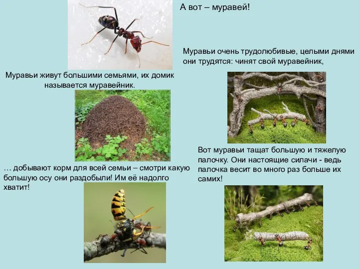 А вот – муравей! Муравьи живут большими семьями, их домик называется муравейник. Муравьи