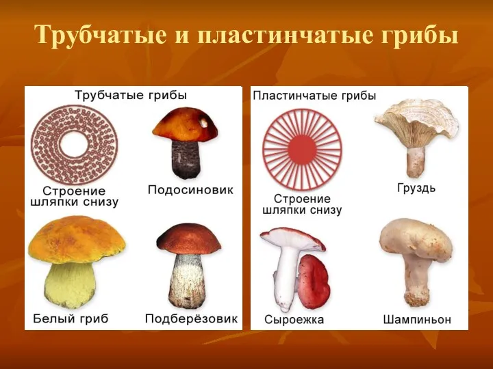 Трубчатые и пластинчатые грибы