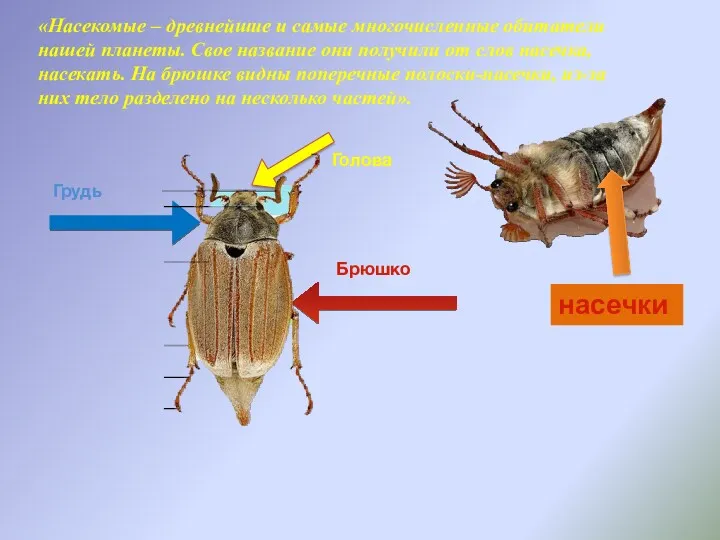 Брюшко Грудь Голова насечки «Насекомые – древнейшие и самые многочисленные обитатели нашей планеты.