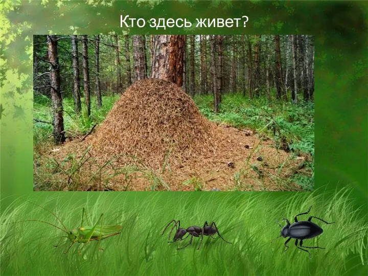 Кто здесь живет?