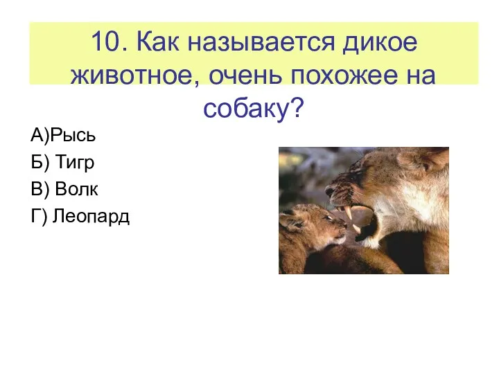 10. Как называется дикое животное, очень похожее на собаку? А)Рысь Б) Тигр В) Волк Г) Леопард