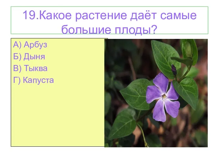 19.Какое растение даёт самые большие плоды? А) Арбуз Б) Дыня В) Тыква Г) Капуста