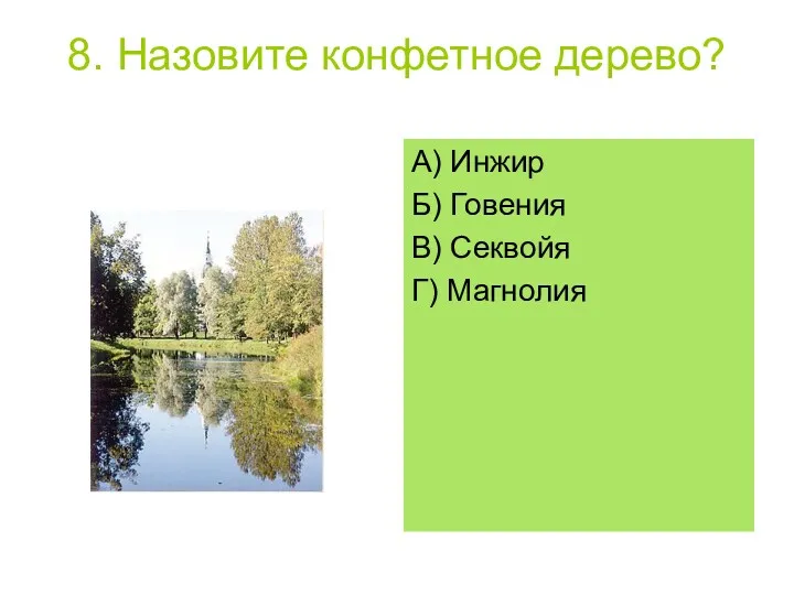 8. Назовите конфетное дерево? А) Инжир Б) Говения В) Секвойя Г) Магнолия