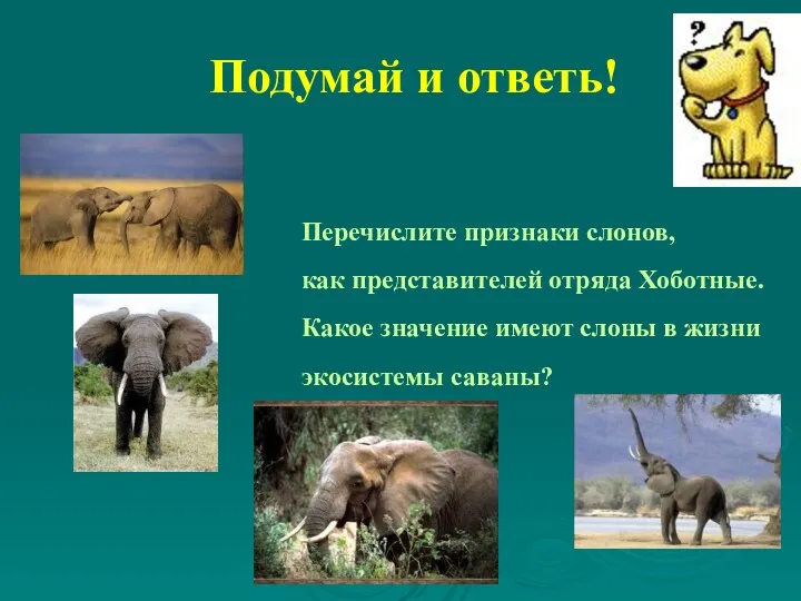 Подумай и ответь! Перечислите признаки слонов, как представителей отряда Хоботные.