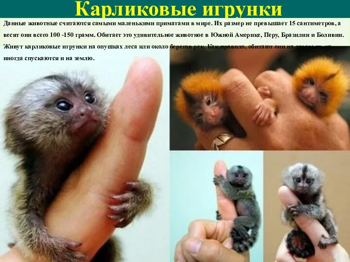 Карликовые игрунки Данные животные считаются самыми маленькими приматами в мире.