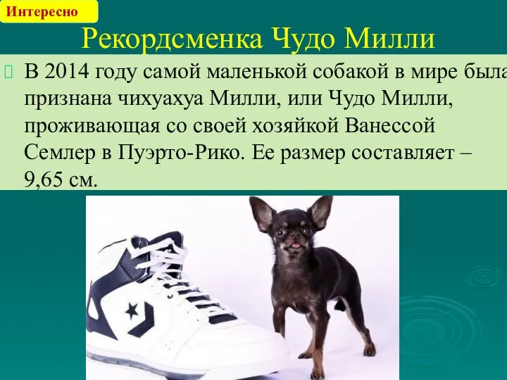 Рекордсменка Чудо Милли В 2014 году самой маленькой собакой в