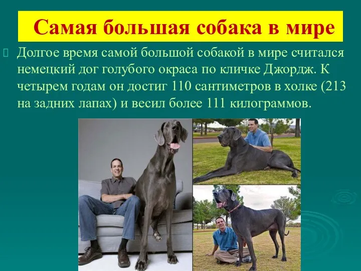 Самая большая собака в мире Долгое время самой большой собакой