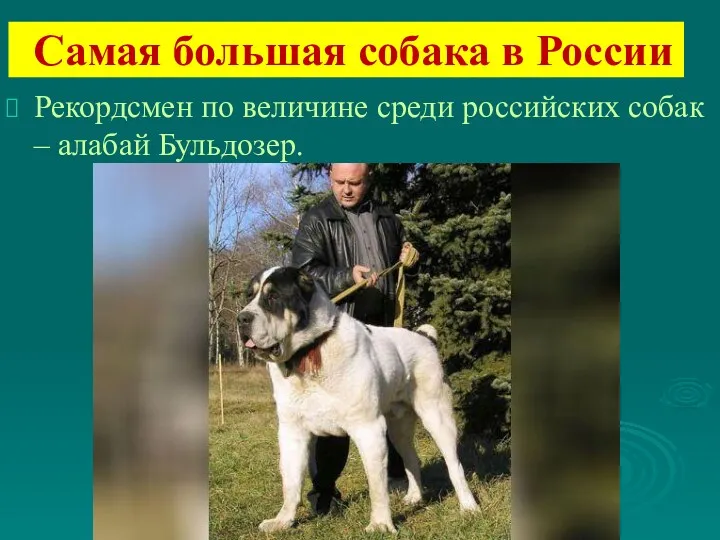 Самая большая собака в России Рекордсмен по величине среди российских собак – алабай Бульдозер.