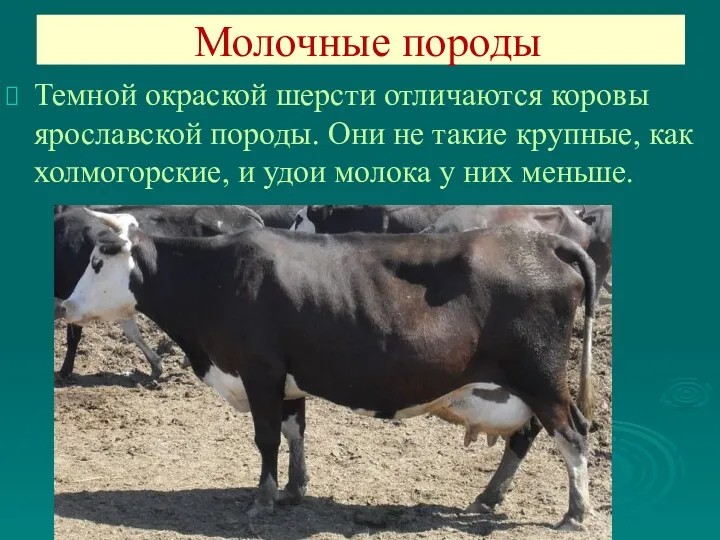 Темной окраской шерсти отличаются коровы ярославской породы. Они не такие