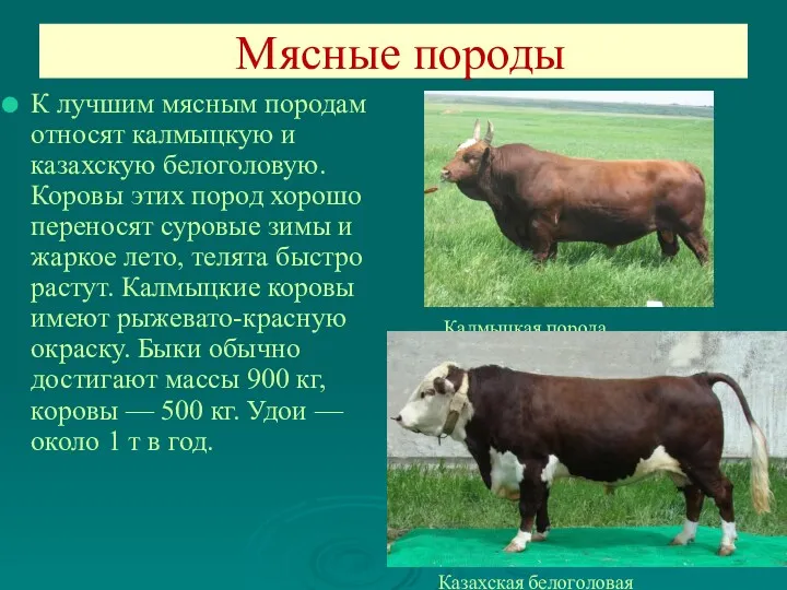 Мясные породы К лучшим мясным породам относят калмыцкую и казахскую