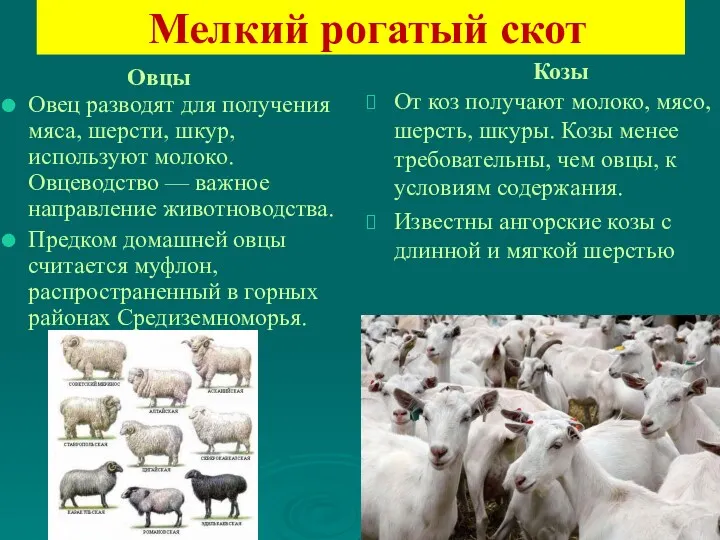 Мелкий рогатый скот Овцы Козы Овец разводят для получения мяса,