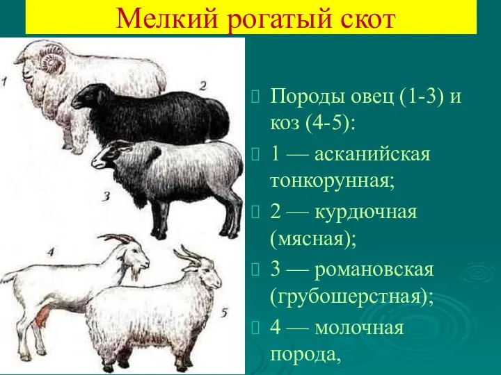 Мелкий рогатый скот Породы овец (1-3) и коз (4-5): 1
