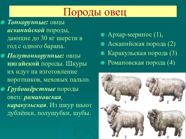 Породы овец Тонкорунные: овцы асканийской породы, дающие до 30 кг