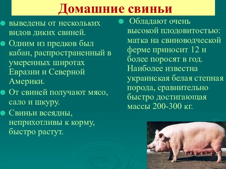 Домашние свиньи выведены от нескольких видов диких свиней. Одним из
