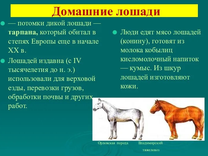 Домашние лошади — потомки дикой лошади — тарпана, который обитал