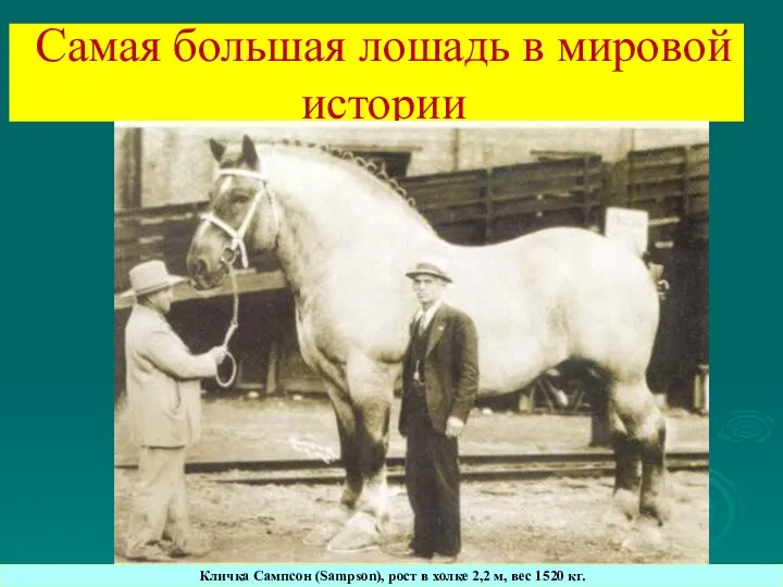 Самая большая лошадь в мировой истории Кличка Сампсон (Sampson), рост