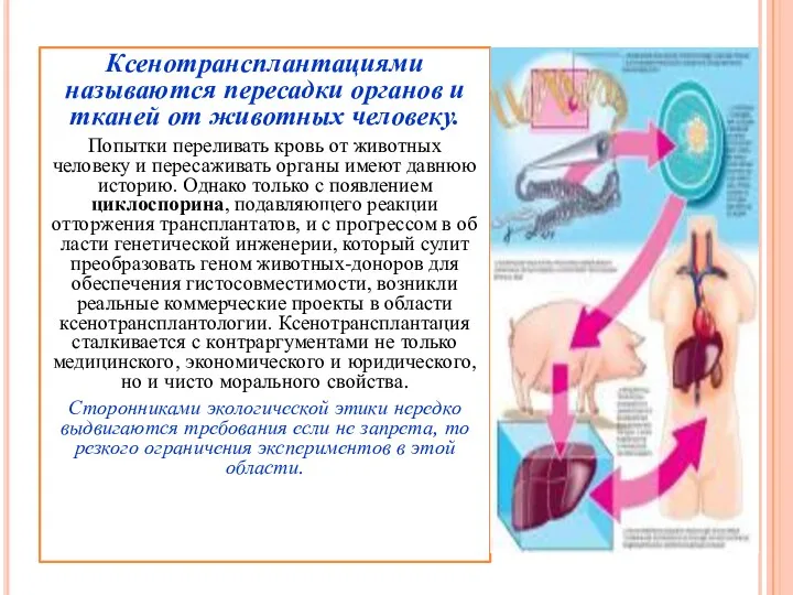 Ксенотрансплантациями называются пересадки органов и тканей от животных человеку. Попытки