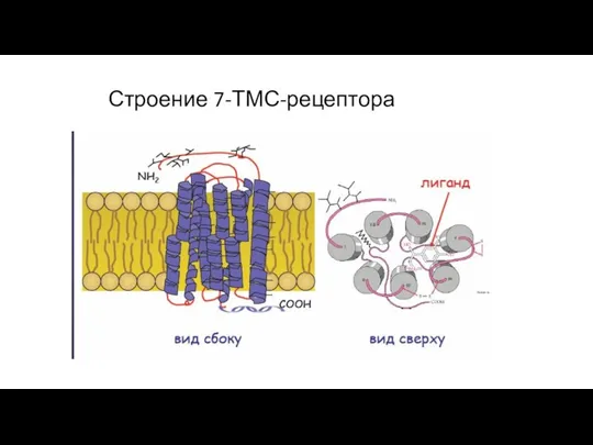 Строение 7-ТМС-рецептора