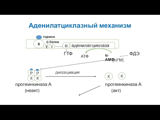 Аденилатциклазный механизм ГТФ ФДЭ [103М] диссоциация протеинкиназа А протеинкиназа А