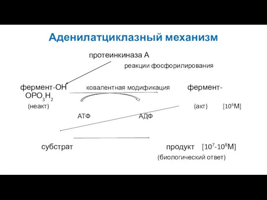 Аденилатциклазный механизм протеинкиназа А реакции фосфорилирования фермент-ОН ковалентная модификация фермент-ОРО3Н2