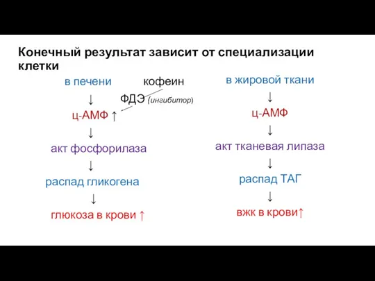 Конечный результат зависит от специализации клетки в печени кофеин ↓