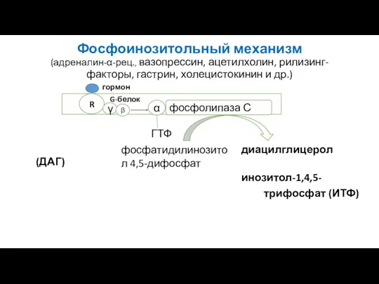 Фосфоинозитольный механизм (адреналин-α-рец., вазопрессин, ацетилхолин, рилизинг-факторы, гастрин, холецистокинин и др.)