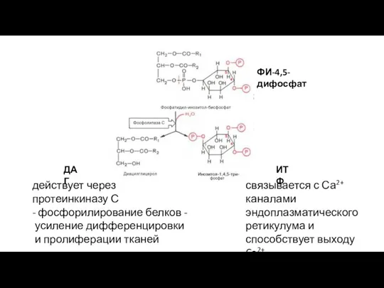 действует через протеинкиназу С - фосфорилирование белков - усиление дифференцировки