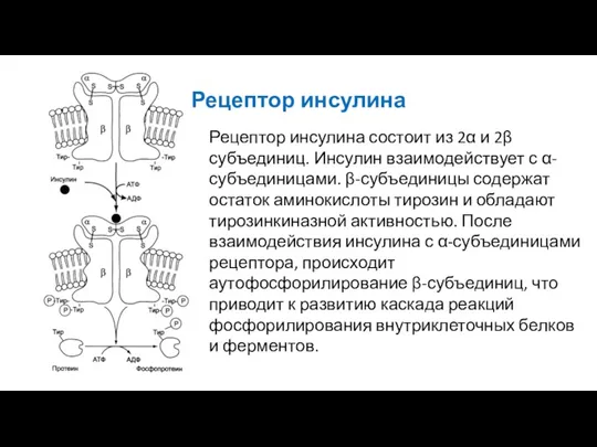 Рецептор инсулина Рецептор инсулина состоит из 2α и 2β субъединиц.