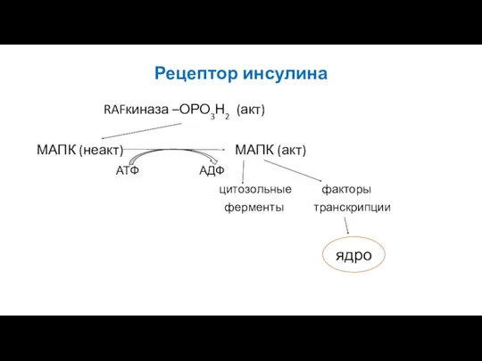 Рецептор инсулина RAFкиназа –ОРО3Н2 (акт) МАПК (неакт) МАПК (акт) АТФ АДФ цитозольные факторы ферменты транскрипции ядро