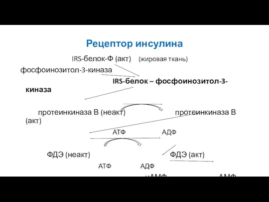 Рецептор инсулина IRS-белок-Ф (акт) (жировая ткань) фосфоинозитол-3-киназа IRS-белок – фосфоинозитол-3-киназа