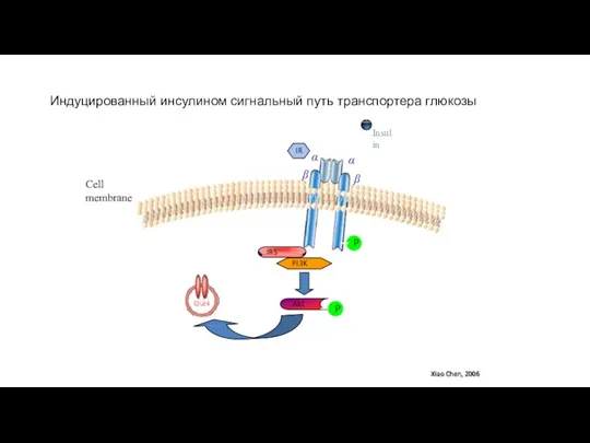 Insulin P IRS PI3K Akt P IR α β α