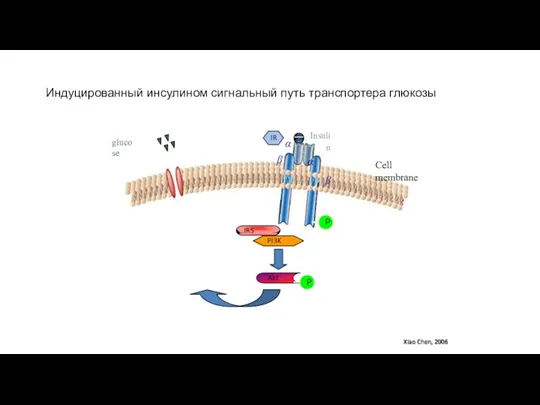 P IRS PI3K Akt P IR α β Insulin α