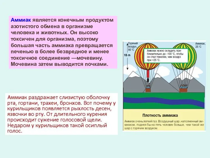 Аммиак является конечным продуктом азотистого обмена в организме человека и