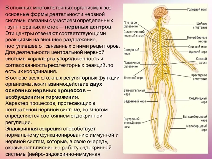 В сложных многоклеточных организмах все основные формы деятельности нервной системы связаны с участием