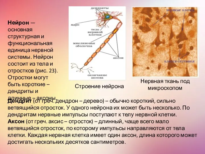 Дендрит (от греч. дендрон – дерево) – обычно короткий, сильно