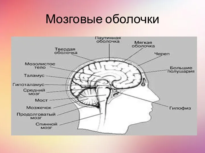 Мозговые оболочки