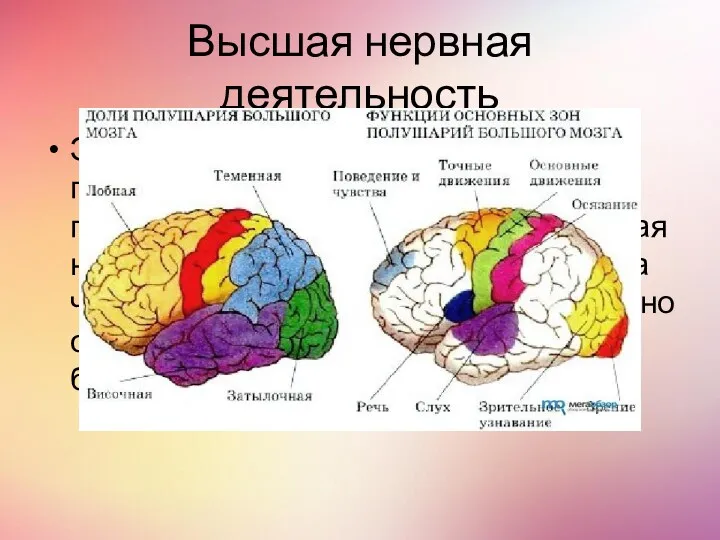 Высшая нервная деятельность Это деятельность коры больших полушарий головного мозга